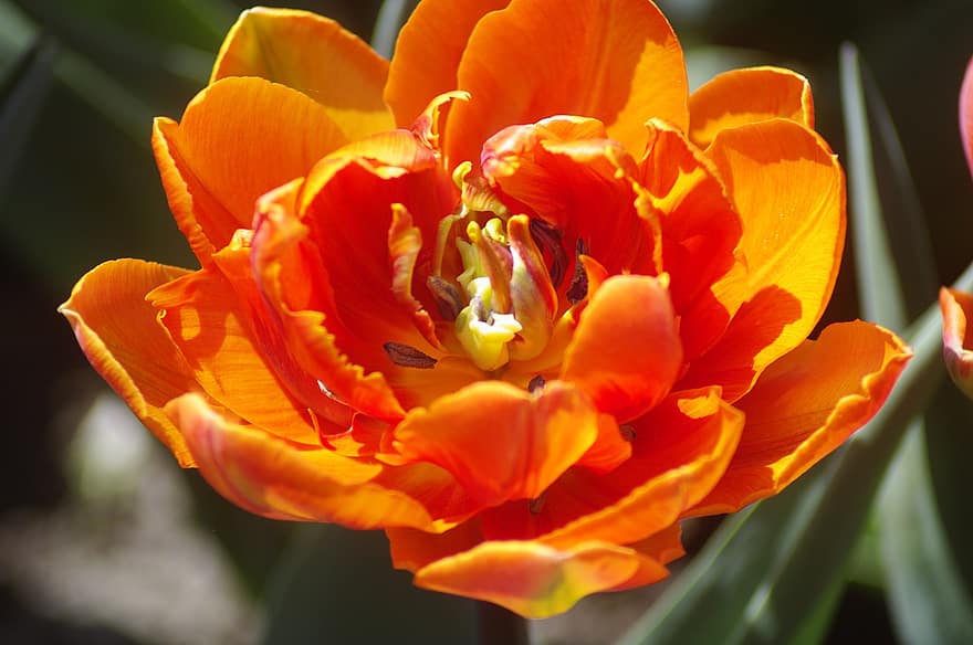 портокалов цвят, оранжев цвете, градина, природа, наблизо, макро, Морж