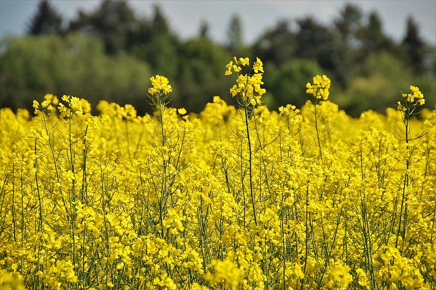 Rape, Rapeseed Field, Yellow, Agriculture, Flowering, Landscape, Countryside, Yellow Flowers, Plants, Flowering Plants, Nature
