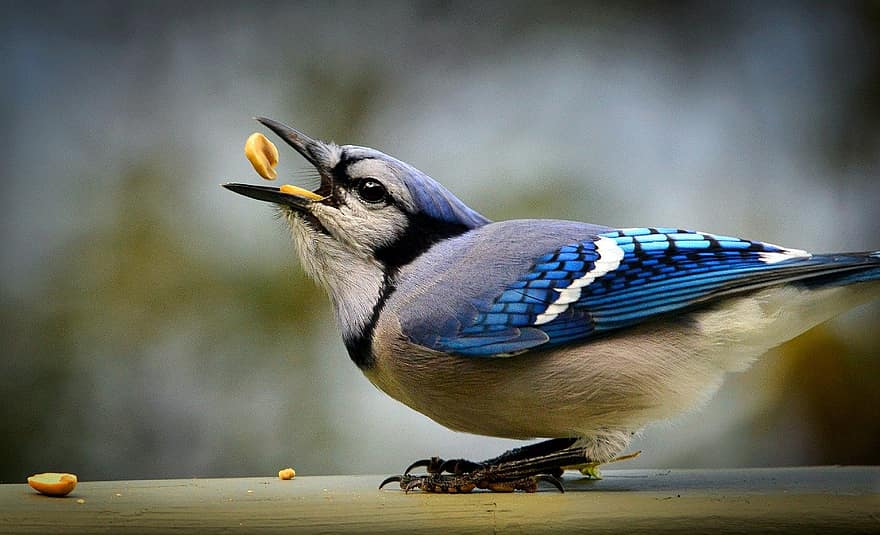blue jay, bird, feeding