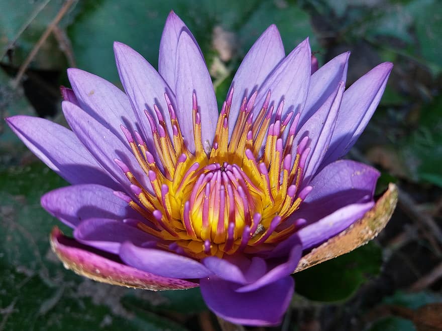 Blume, Seerose, Natur, blühen, Botanik, Wasser-, Nymphaea, Nouchali, Nymphaeaceae, Lotus, Pflanze