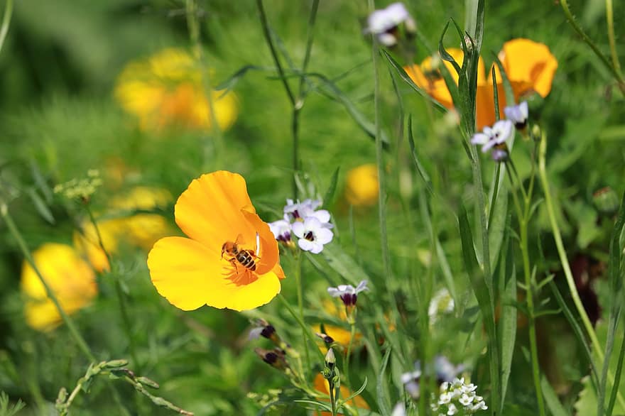пчела, насекомое, опылять, опыление, цветы, крылатое насекомое, крылья, природа, луг, перепончатокрылых
