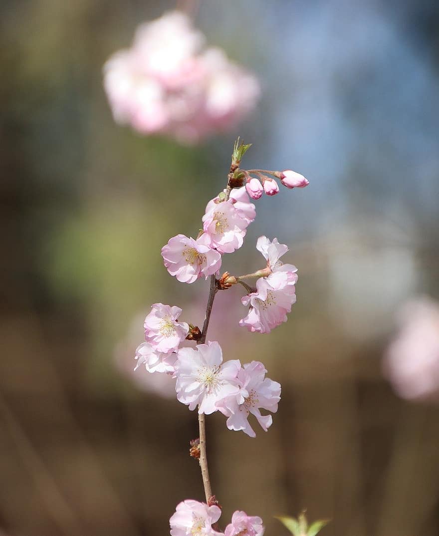 Flors de cirerer, flors, primavera, flors de color rosa, sakura, florir, flor, branca, arbre, flora, naturalesa