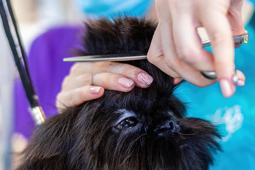 Grooming, Pet, Salon, Dog, Hair, Purebred, Young, Hairstyle, Fur, Animal, Domestic