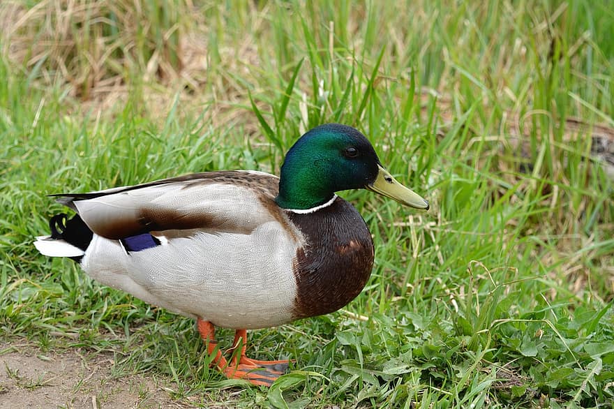 патица, паток, птици, трева, река, клюн, перце, водна птица, животни в дивата природа, езерце, зелен цвят