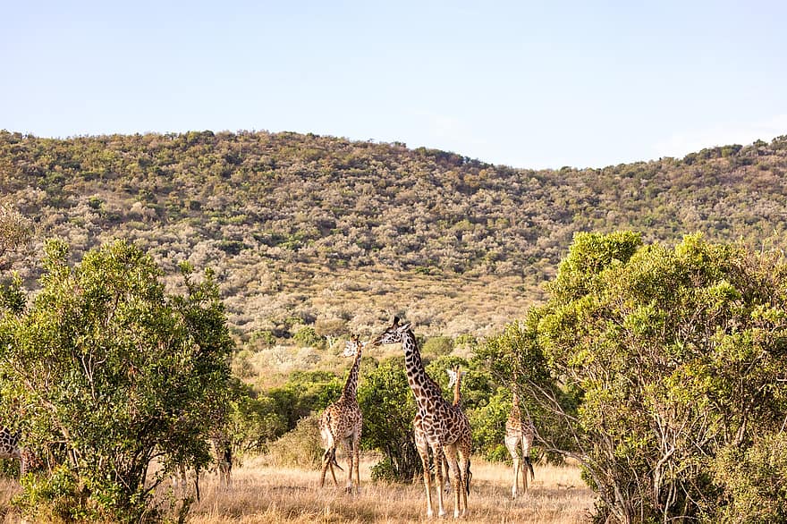 жирафа, длинная шея, пятна, млекопитающее, живая природа, дикое животное, животное, дикий, лес, на открытом воздухе, пустыня
