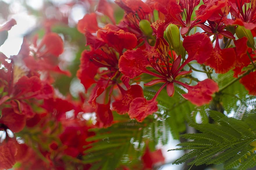 Royal Poincianas, blommor, Flamboyanter, kronblad, röda kronblad, blomma, flora, natur