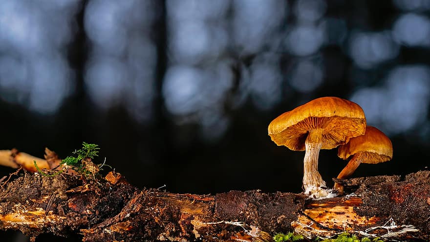 гриби, грибки, мікологія, лісова підлога, Агаркові гриби, дисковий грибок, ліс, осінь, впритул, грибок, сезон