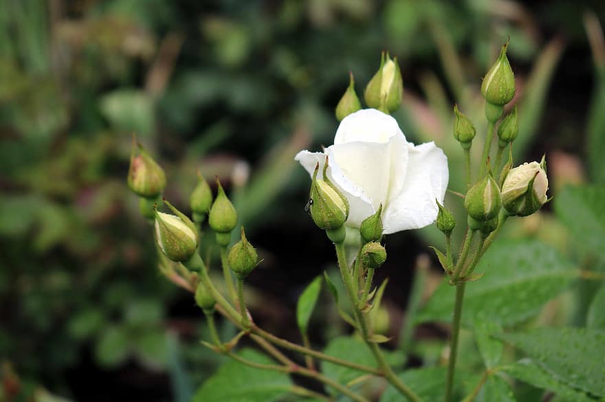 Flowers, Flower Buds, White Roses, White Flowers, Roses, Bouquet, Garden, leaf, plant, close-up, green color