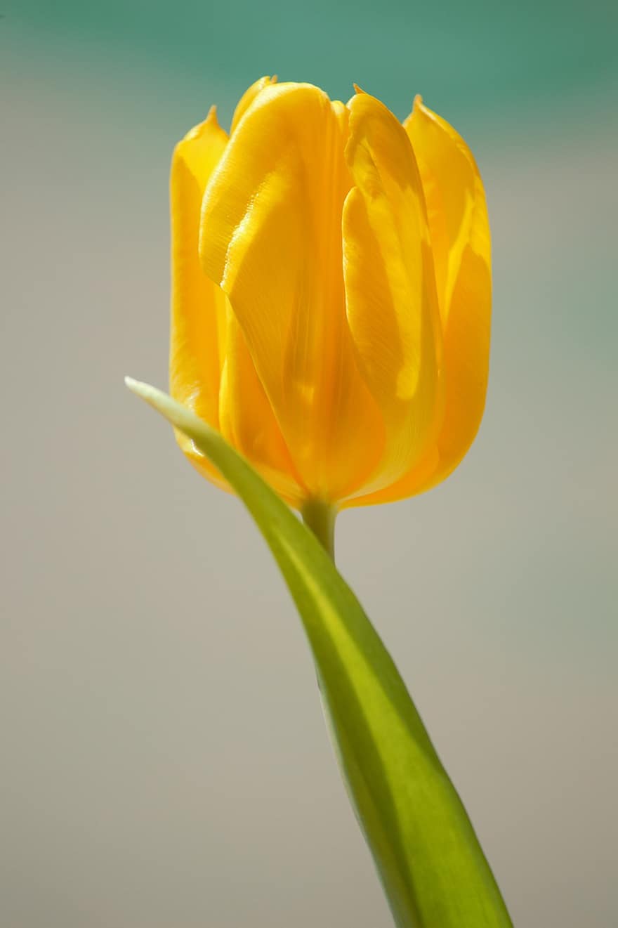 tulipan, blomst, plante, gul tulipan, gul blomst, kronblade, flor, blad, forår, natur