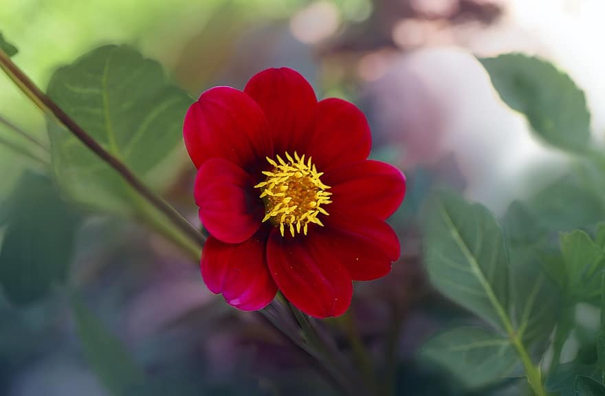 Flower, Flowers, Nature, Summer, Beauty, Beautiful, Blooming, Macro, Color, Red, Garden
