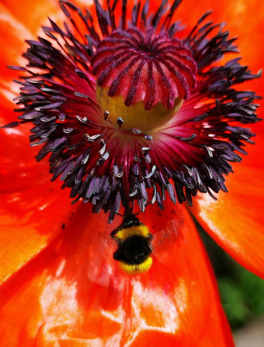 opium, hummel, merah, mekar, berkembang, bunga-bunga, serangga, musim panas