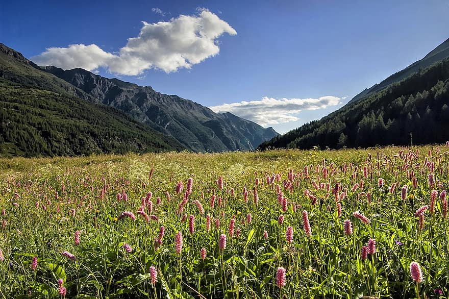 berg, alperna, Italien, valle d'aosta, cogne, sant'orso ängen, landskap, natur, prato, faye, rosa blommor