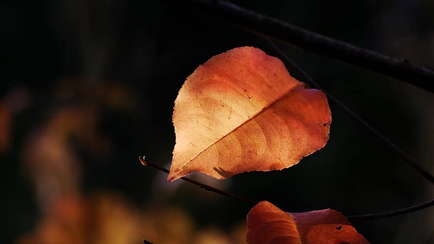 list, Příroda, podzim, sezóna, žlutá, detail, strom, pozadí, les, rostlina, zářivé barvy