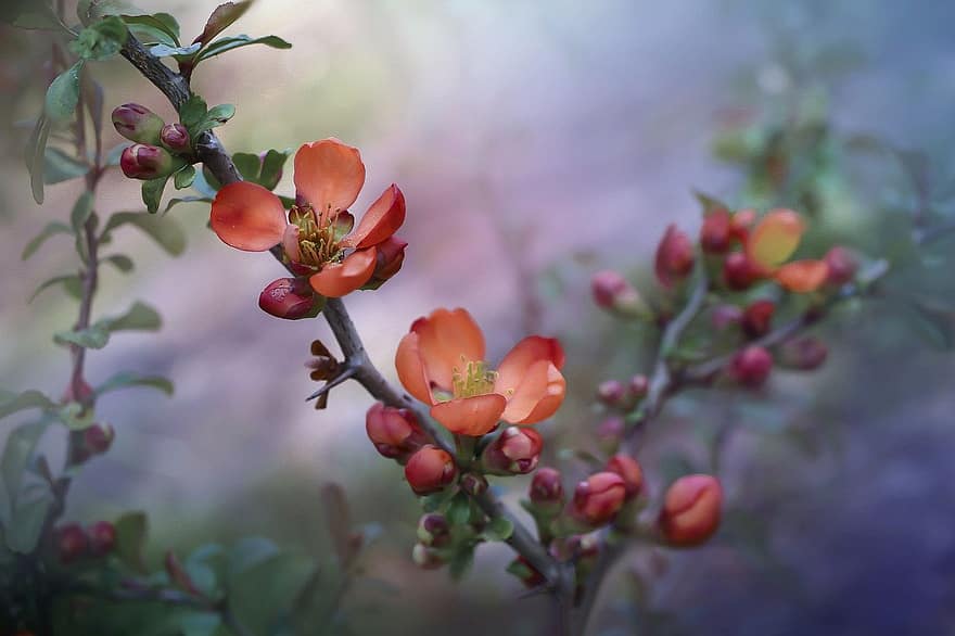 bunga, quince, tangkai, semak, makro, berkembang, mekar