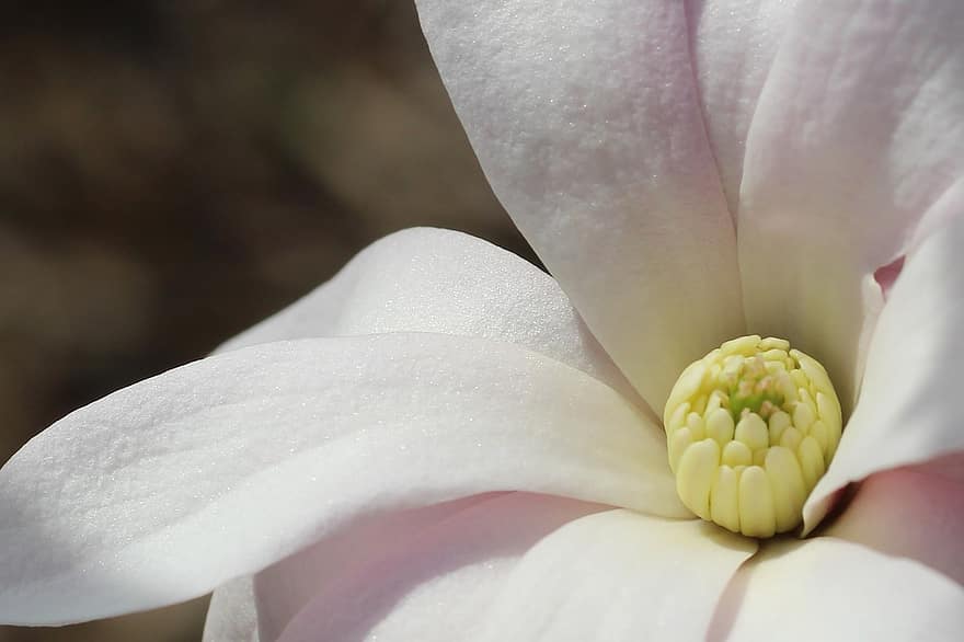 magnolija, balts zieds, zieds, pavasarī, raksturs, tuvplāns, flora, ziedlapiņa, augu, vasarā, ziedu galva