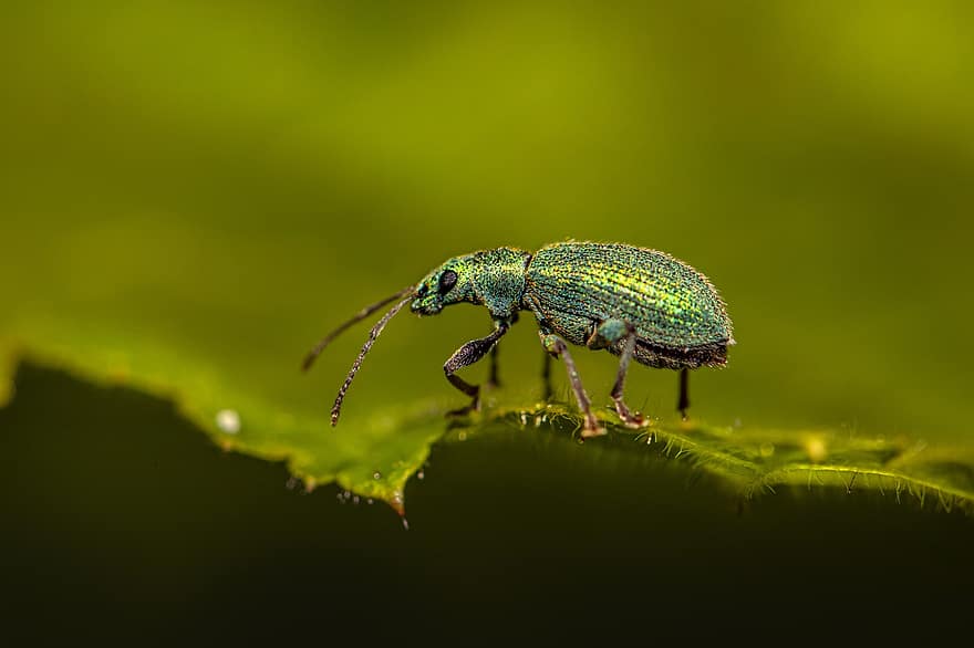 Beetle, Plant, Nettle Weevil, Grass, Leaf, Insect, Phyllobius Pomaceus, Nature, Close-up, Macro, Wildlife