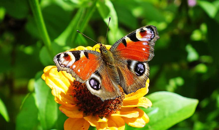 공작 나비, 나비, 곤충, Aglais io, 유럽 ​​공작, 꽃, 자연, 정원