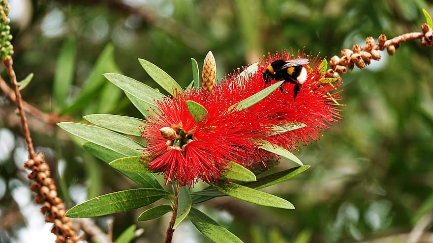 čmelák, včela, květ, bottlebrush, hmyz, červená květina, strom, rostlina, Příroda, podzim, detail