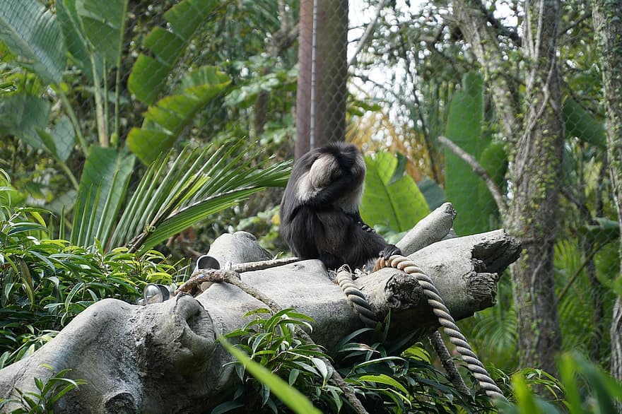gibbon, djur-, Zoo, ansikts palm, däggdjur, primat, vilda djur och växter, fauna, vildmark, natur, Gibbon vilar