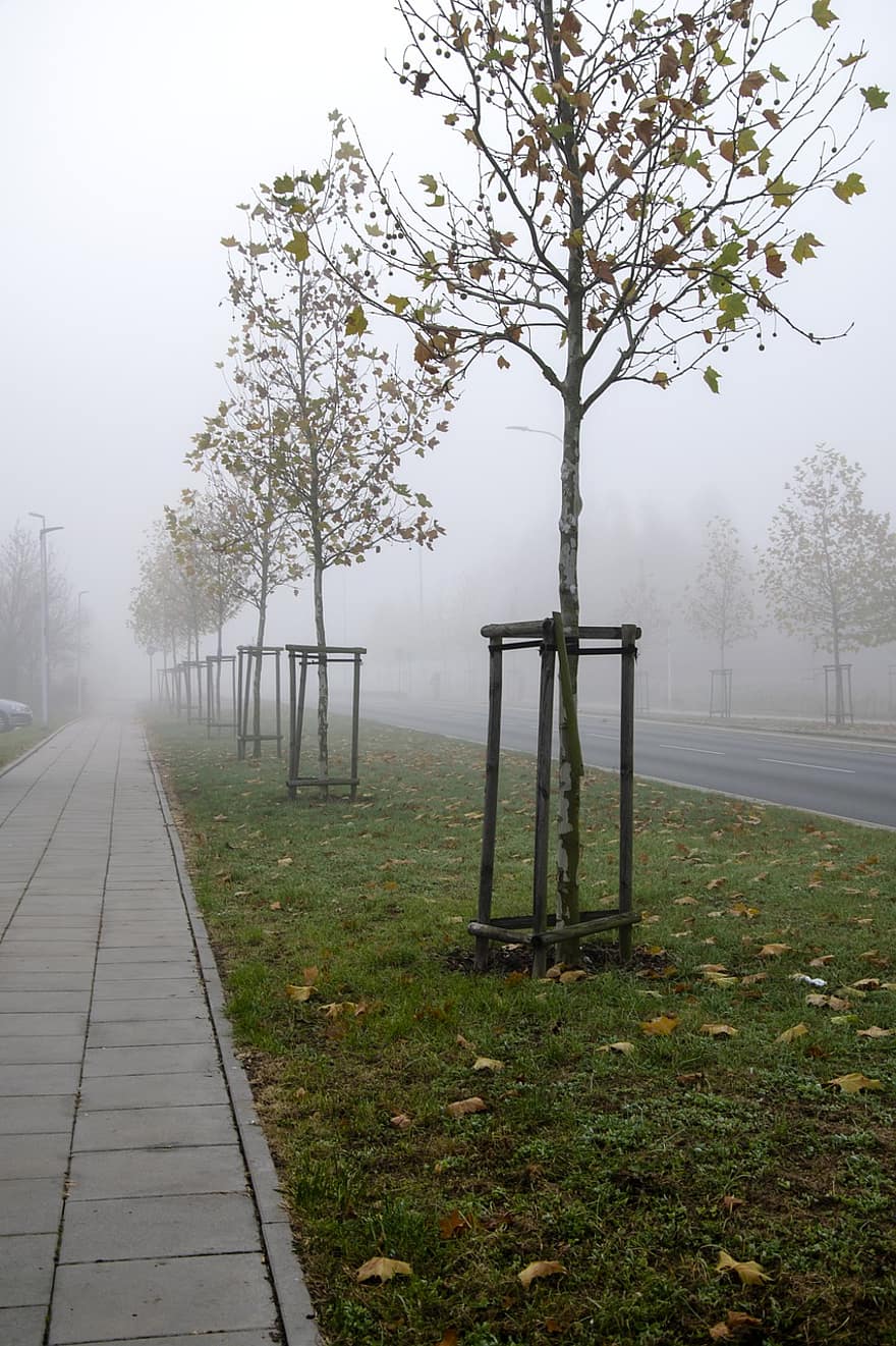 đường, đường phố, cây, thành phố, sương mù, buổi sáng, cỏ, đèn, nhựa đường, đường nhựa, biên giới