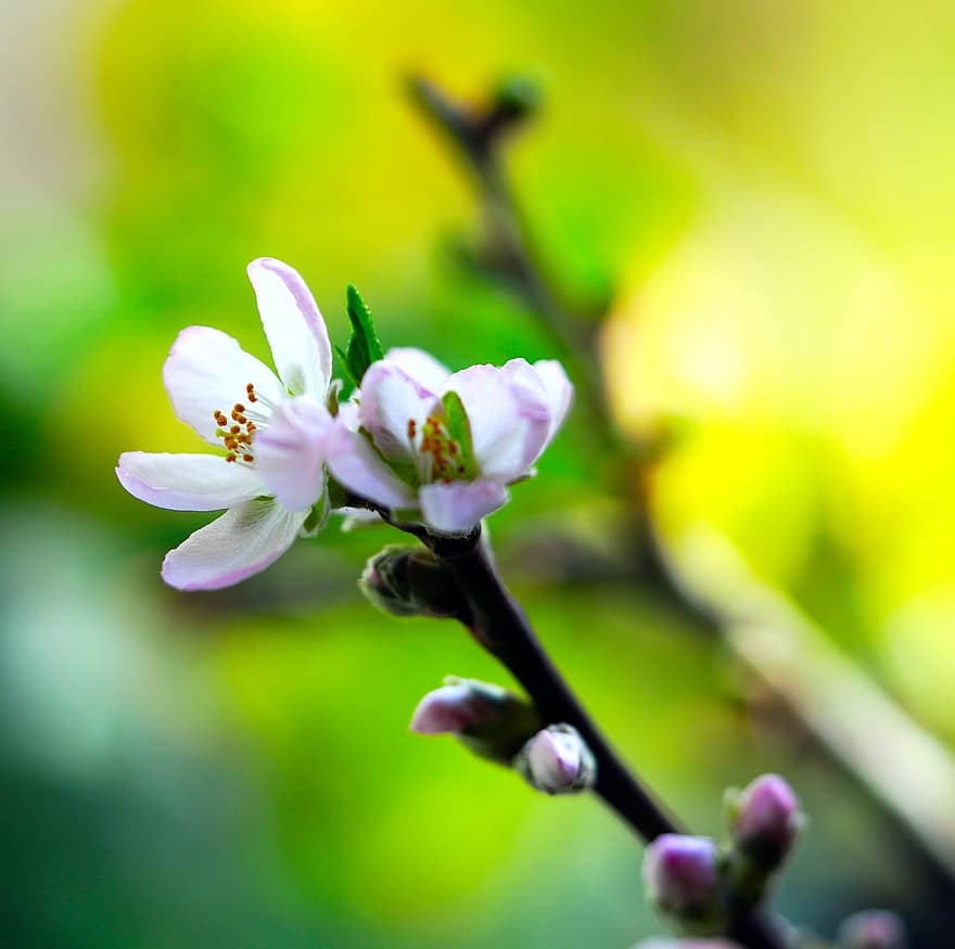 миндальный цветок, цветы, миндальное дерево, весна, лепестки, цветение, цвести, дерево, природа