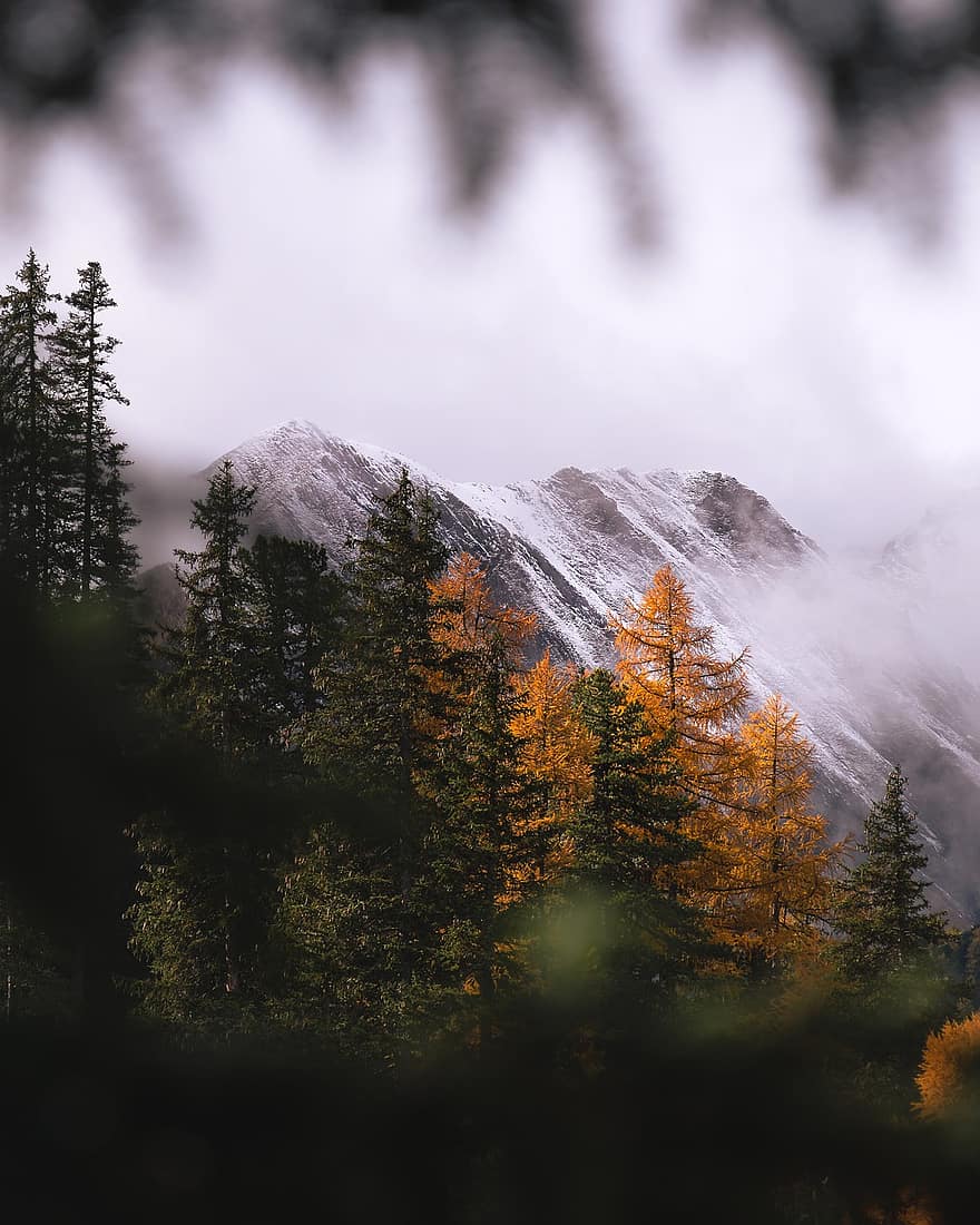 les montagnes, brouillard, forêt, des arbres, Alpes, alpin, l'automne, tomber, conifères, conifère, forêt de conifères