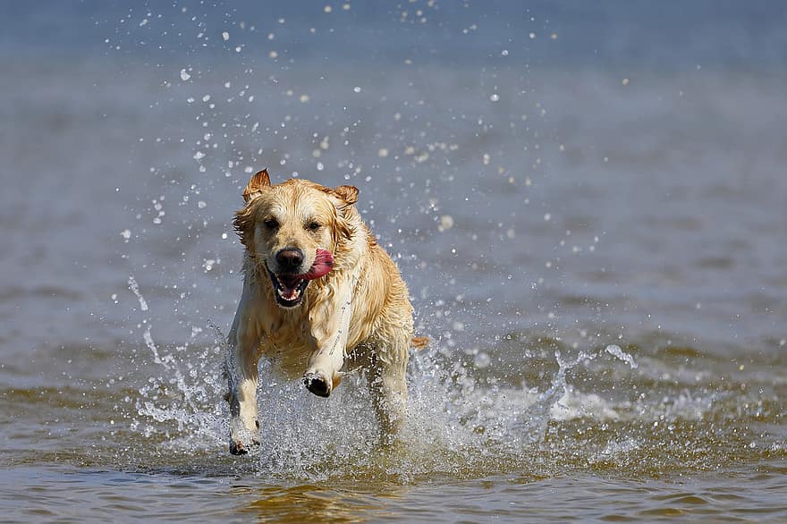 χρυσό retriever, τρέξιμο, θάλασσα, ύφαλος, σκύλος, ζώο, νερό, Παίζοντας στο νερό, κυνικός, τα κατοικίδια ζώα, ανακτών