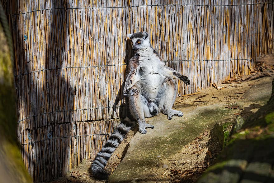 Lemur, Animal, Excursion, Zoo, Posing, Sunbathe, Nature