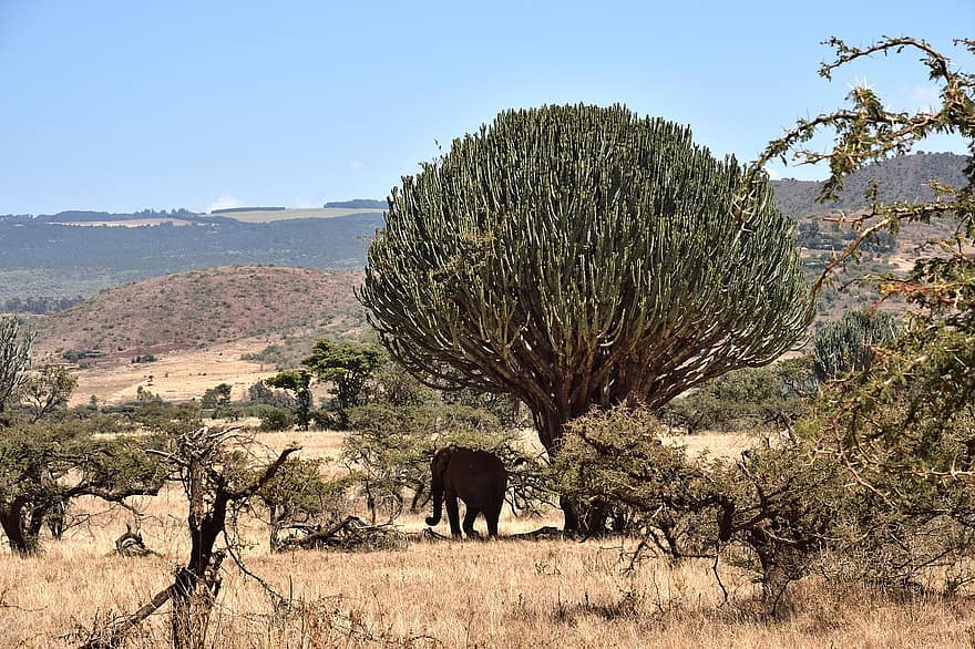 afrikkalainen norsu, puu, Lewa, Kenia, Afrikka, villieläimet, nisäkäs, loxodonta africana, luonto, eläin, maisema