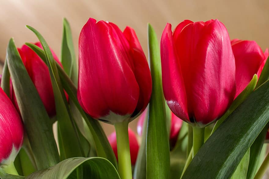 tulipanes, las flores, planta, tulipanes rojos, Flores rojas, floración, flor, primavera, hojas, cortar flores