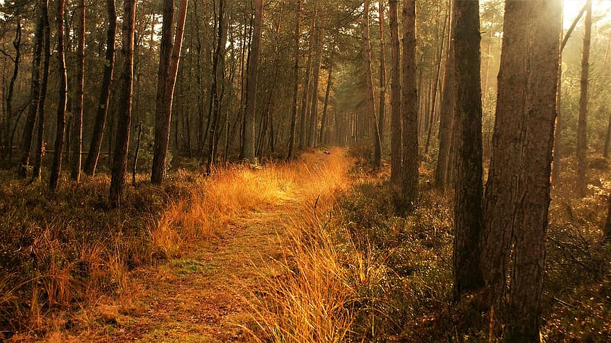 taka, mežs, Nīderlande, veluwe, zelta stunda, zāli, raksturs, rudenī, ainavu, agrs rīts