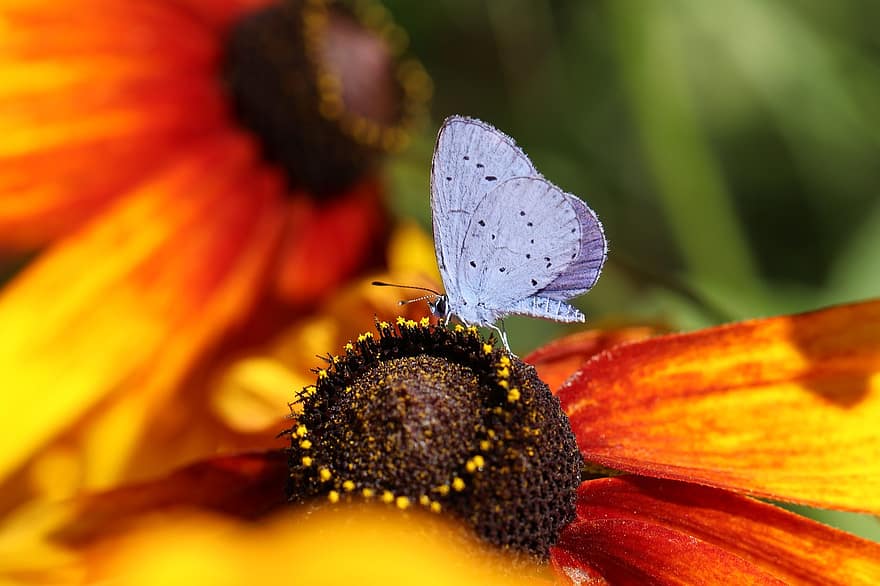 나비, 꽃들, 꽃잎, 자연, 곤충, 날개, 생물학, 식물, 안테나