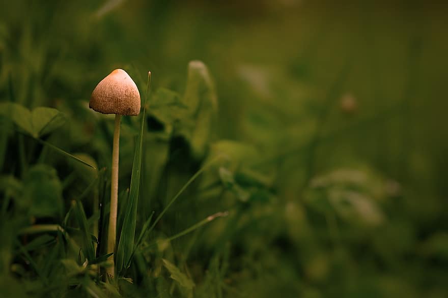 гриб, маленький гриб, грибок экрана, луг, трава, мини гриб, природа, грибок диска