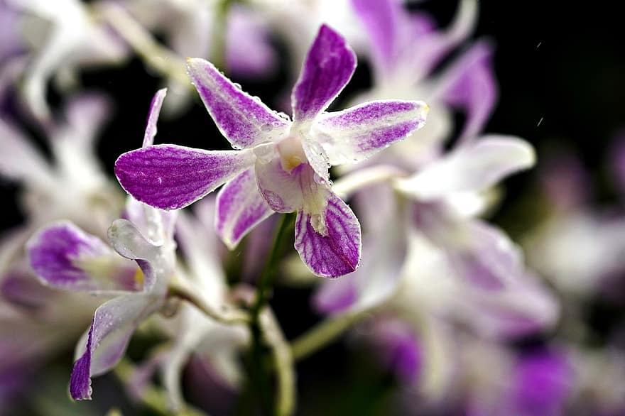 Dendrobium, Flowers, Orchids, Flora, close-up, purple, flower, plant, petal, flower head, leaf