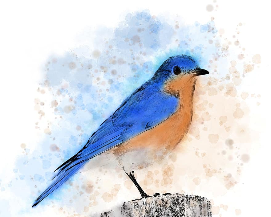 Bluebird, Bird, Artwork, Painting, illustration, blue, beak, feather, animals in the wild, multi colored, vector