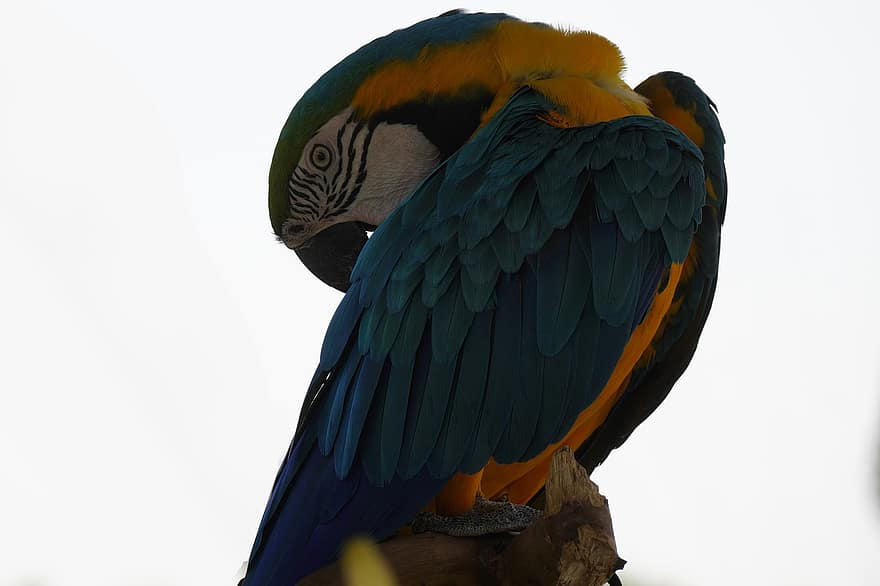 burung beo, burung, margasatwa, hewan, psittacidae, ilmu burung, alam, bulu, multi-warna, paruh, macaw