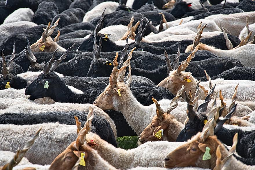 Racka, schapen, vee, kudde-, Hongarije, begrazing, weide, farm