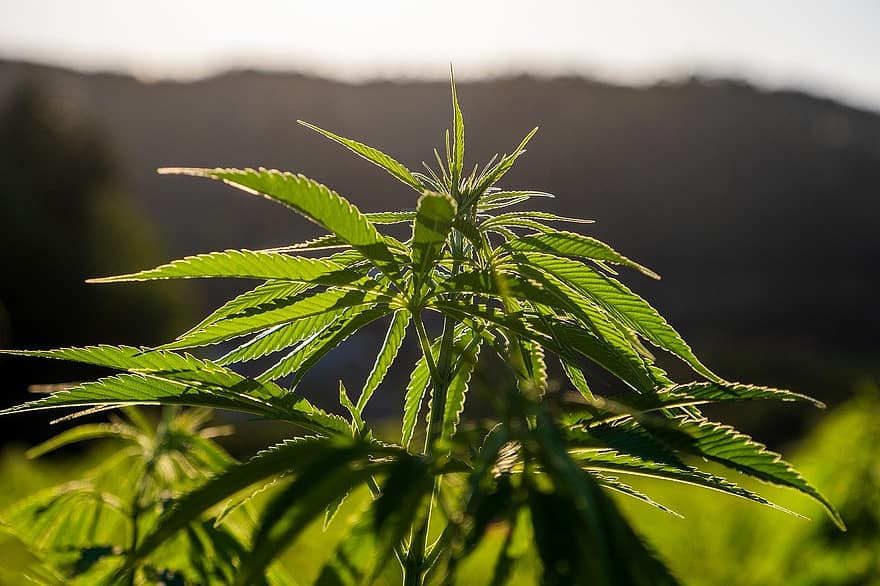Hemp, Cannabis, Plant, Crop, Green, Light, Leaves, leaf, green color, close-up, growth
