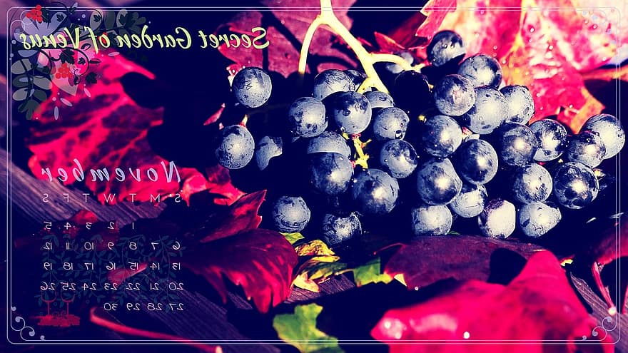 Slaptas Veneros sodas, kalendorius, lapkričio mėn, vynuogės, padėkos, ruduo, sezoną, vynas, darbotvarkę, planuotojas, dienoraštis