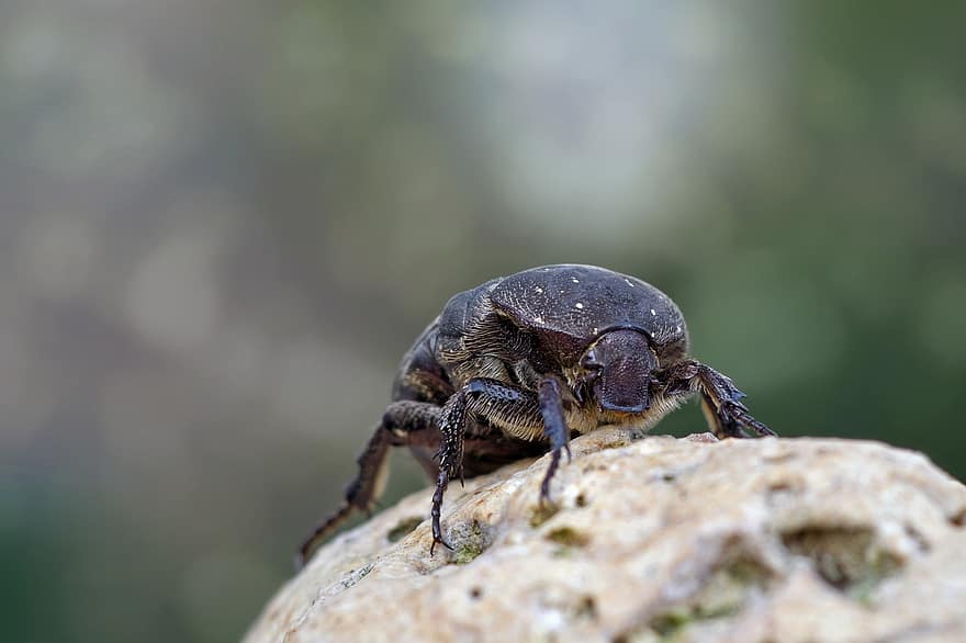 escarabajo, insecto, rock, escarabajo pelotero, Anoplotrupas, geotrupidae, animal, naturaleza, macro