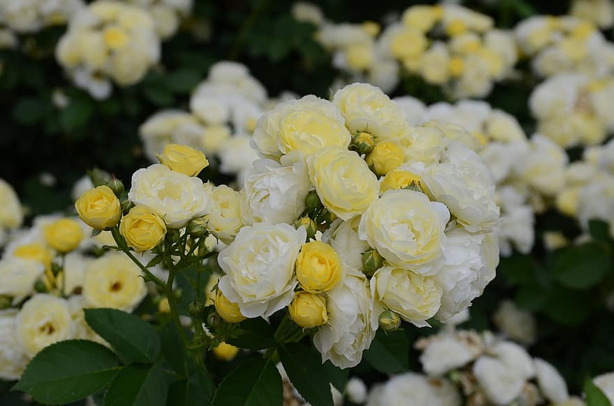 τριαντάφυλλα, λουλούδια, φυτά, λευκά τριαντάφυλλα, πέταλα, ανθίζω, χλωρίδα, φύση, κήπος, κίτρινος, πέταλο