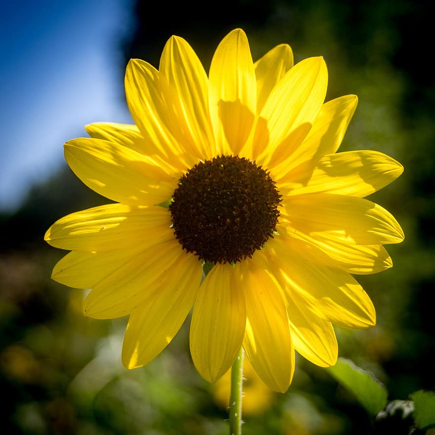 bunga matahari, bunga, bunga kuning, kelopak, berkembang, mekar, alam, menanam, tanaman berbunga