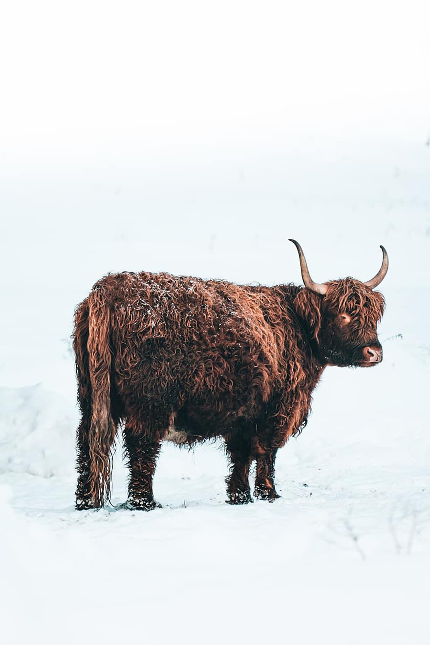 kalnu liellopi, govs, ziemā, sniegs, dzīvnieku, mājlopiem, augstkalnu govs, zīdītāju, auksts, raksturs, saimniecība