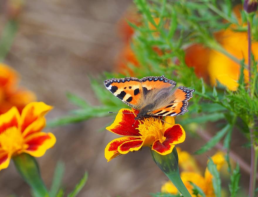 Butterfly, Insect, Flower, Fuchs, Edelfalter, Close Up, Nature, Animal, Summer, Nymphalidae, Garden