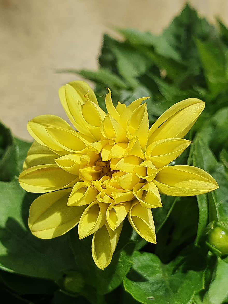 fiore, dalia, giallo, soleggiato, giardino