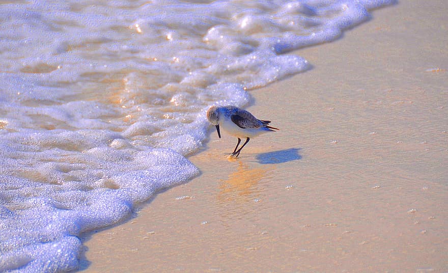 madár, part, strand, óceán, tenger, hullámok, homok, természet, tengeri tájkép, tengerpart, szabadban