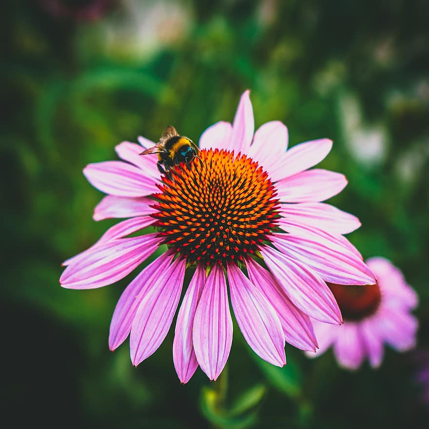 coneflower, flor, bumblebee, inseto, abelha, coneflower roxo, echinacea purpurea, Flor, planta com flores, planta ornamental, plantar