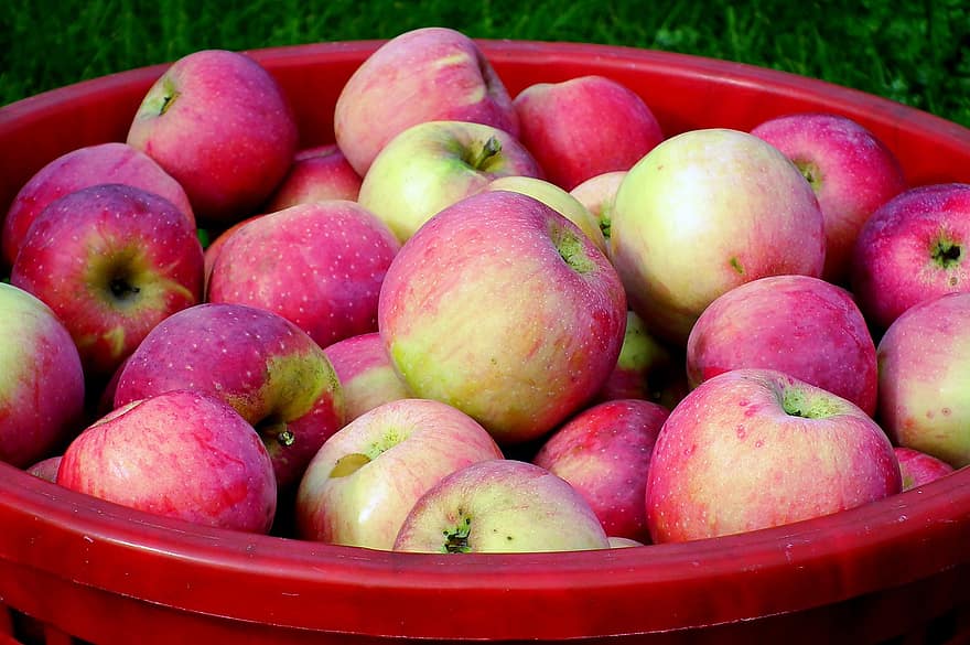 maçãs, frutas, cesta, cesta de maçã, cesta de maçãs, produzir, colheita, orgânico, maçãs vermelhas, maçãs frescas, maduro