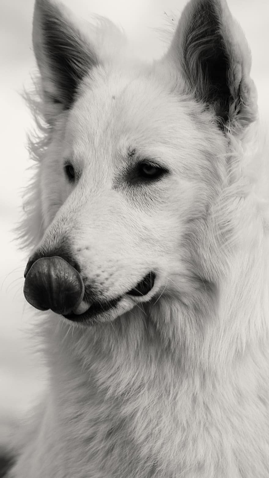 koira, koiran-, lihansyöjä, Valkoinen Sheppard, lemmikki-, kotimainen, luonto, muotokuva, musta valkoinen, koirat