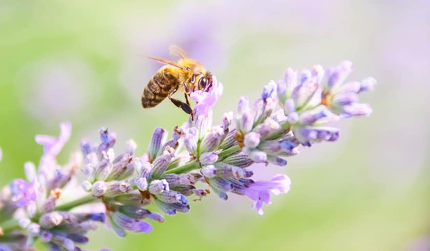 lebah, serangga, lavender, madu, serbuk sari, harimau, mencari makan, penyerbukan, kuning, pembiakan lebah, bunga